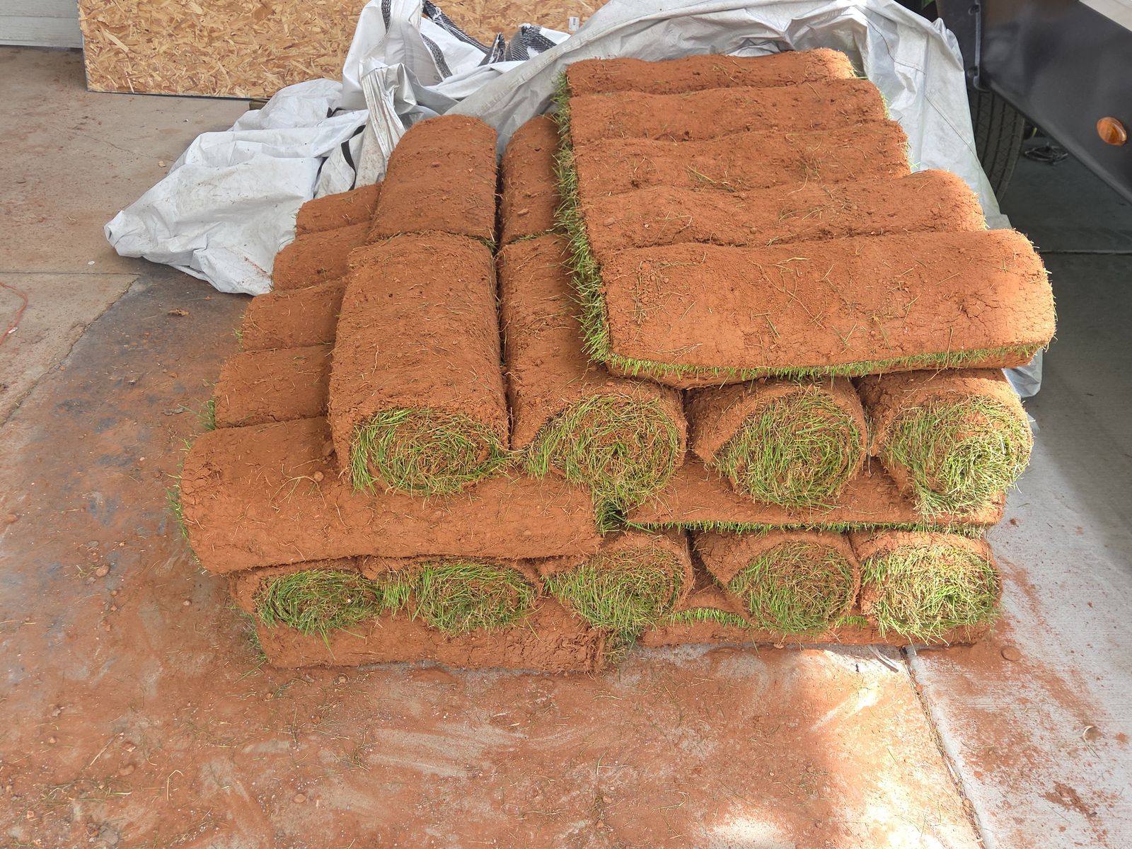 Sod-Kentucky blue Grass