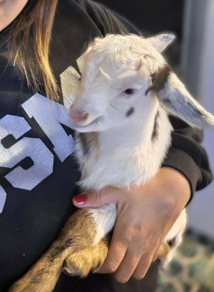 Mini Nigerian Dwarf Goat