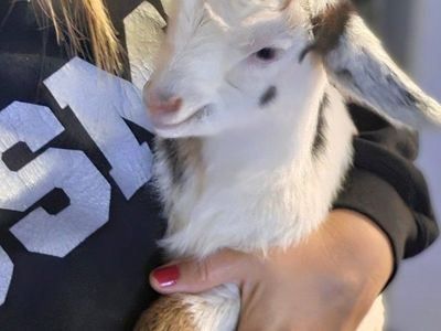 Mini Nigerian Dwarf Goat