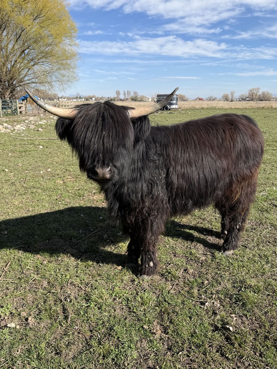 Mini Scottish Highland - Heifer