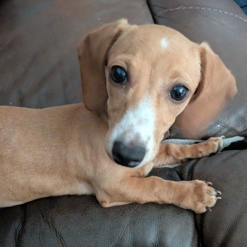 Miniature Dachshund Female Puppy