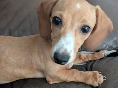 Miniature Dachshund Female Puppy