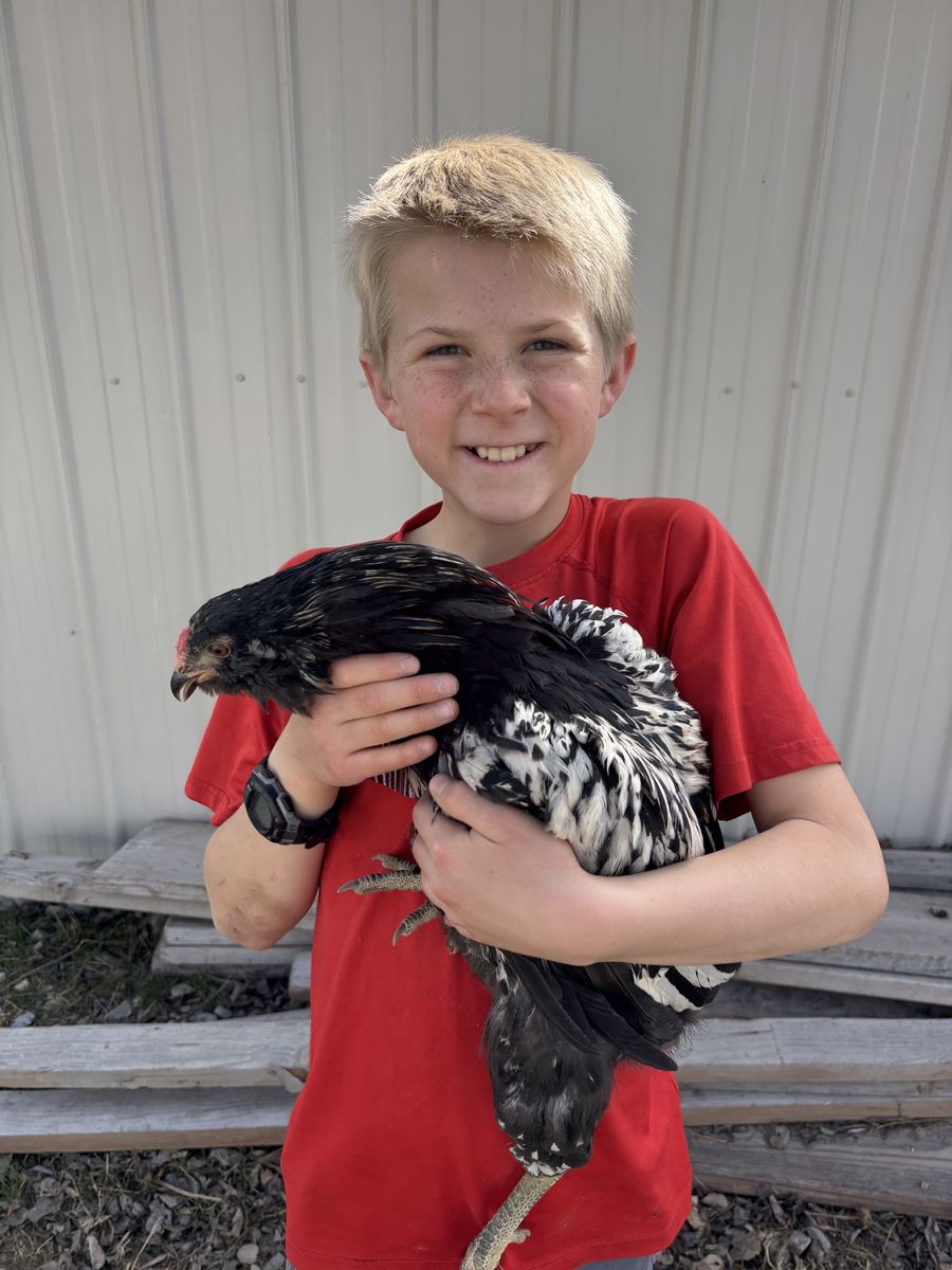 Ready To Lay Hens - Start Getting Eggs Today