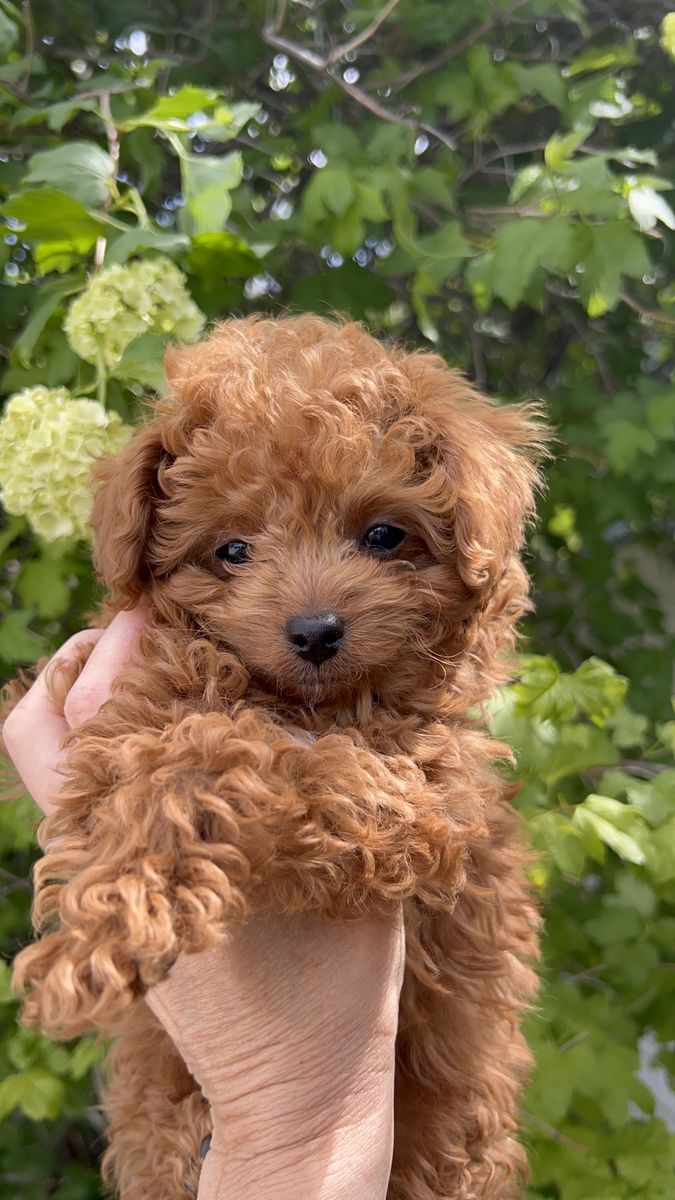 Micro size f1bb adorable Goldendoodle puppy