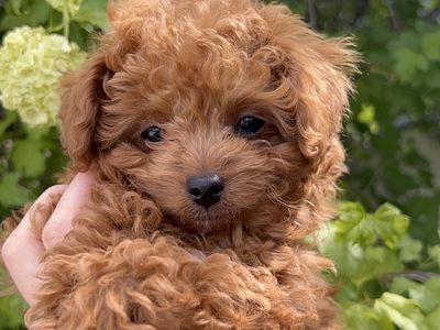 Micro size f1bb adorable Goldendoodle puppy