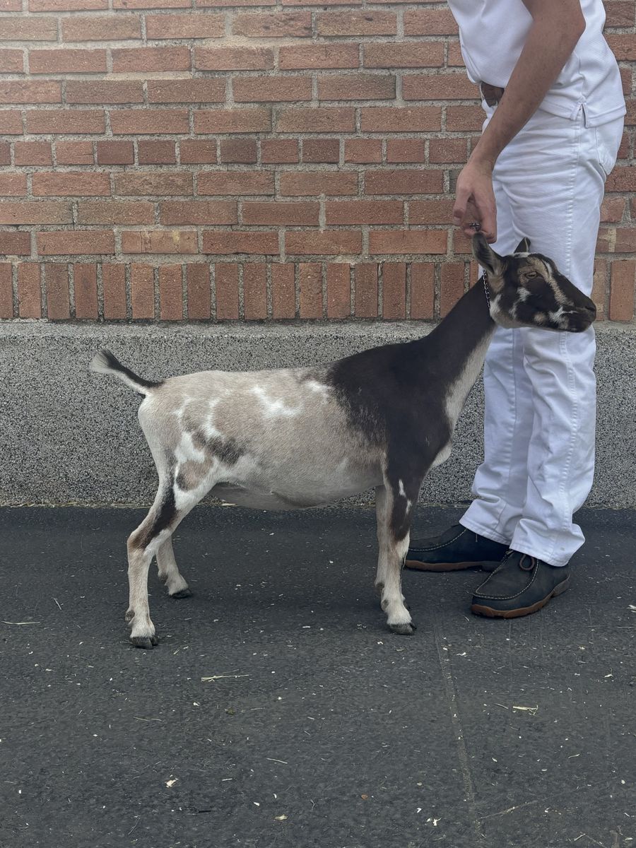 ADGA Nigerian Dwarf Doe In Milk