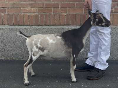ADGA Nigerian Dwarf Doe In Milk