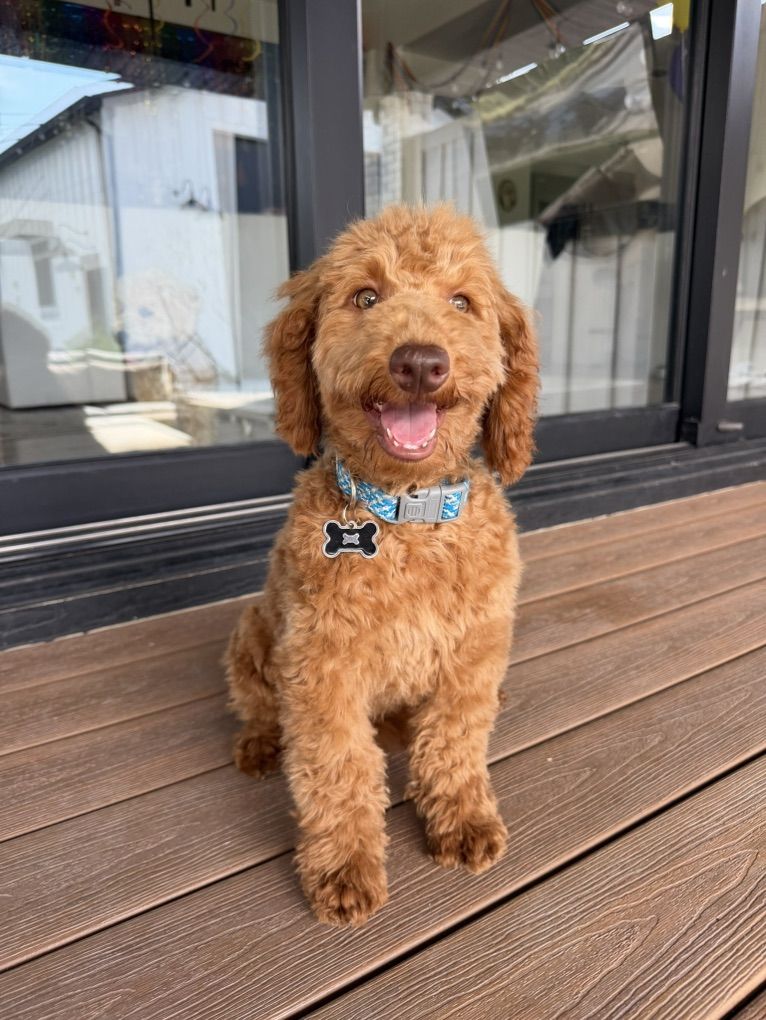 Sweetest Baby Girl Mini Goldendoodle House Trained