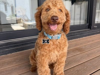 Sweetest Baby Girl Mini Goldendoodle House Trained