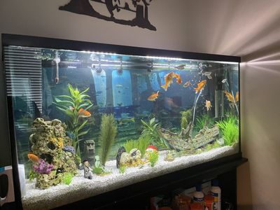 60 gallon fish tank with everything included!