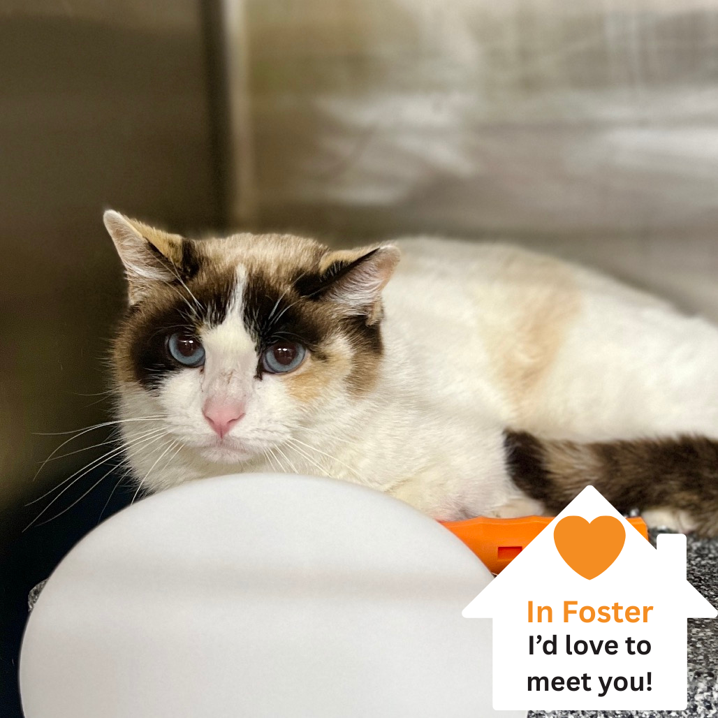 Hello my name is Bumble