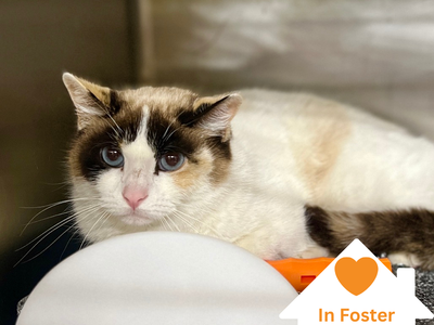 Hello my name is Bumble