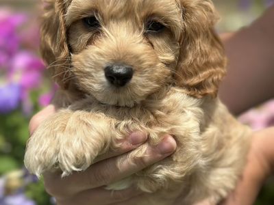 Cavapoo puppies