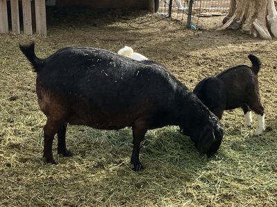 Full Boer does and doelings