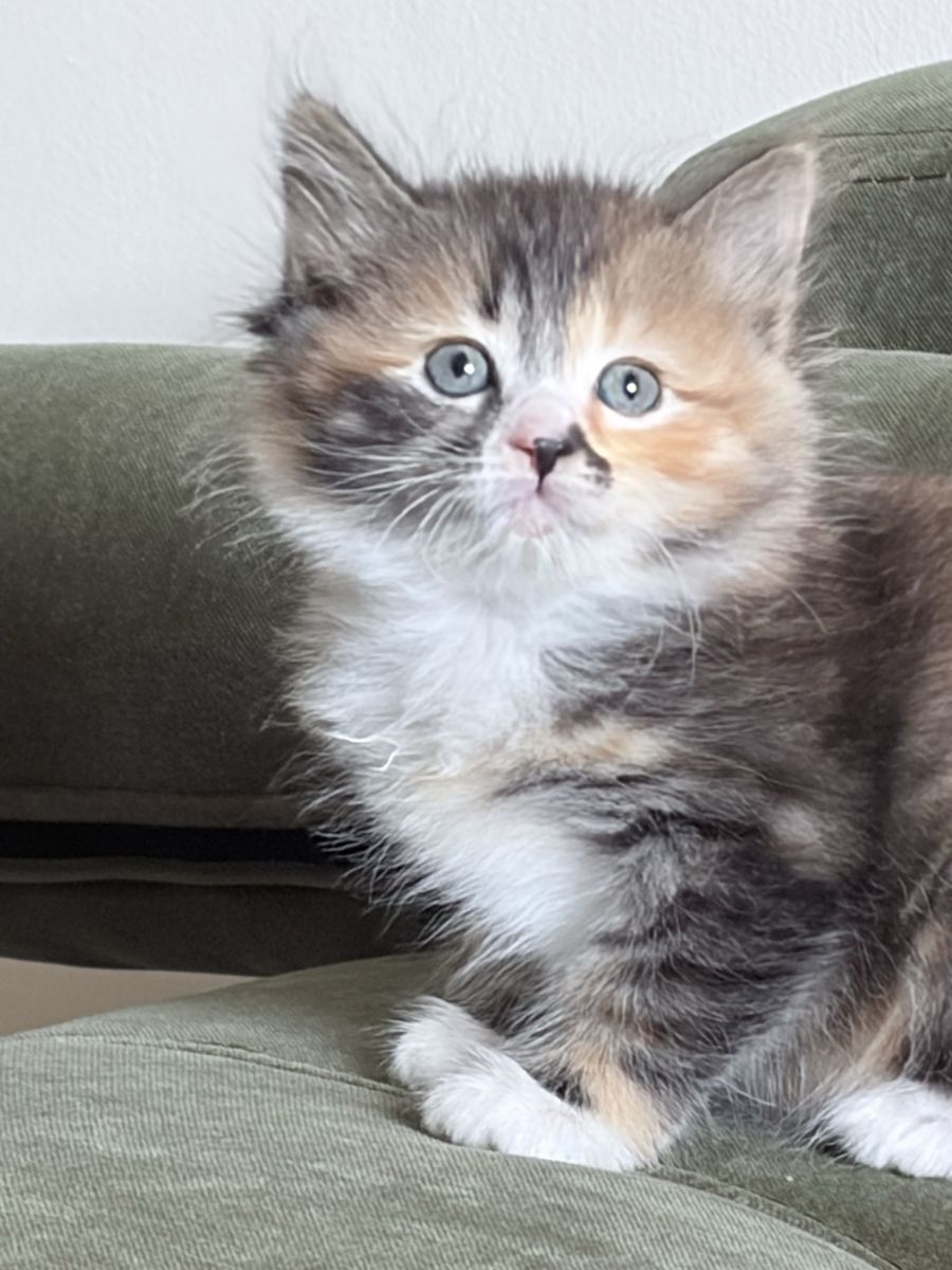     Siberian Hypoallergenic Kittens – Ready for Adoption