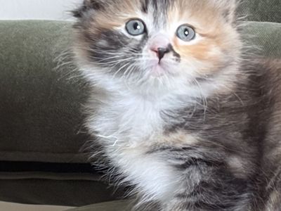 Siberian Hypoallergenic Kittens – Ready for Adoption