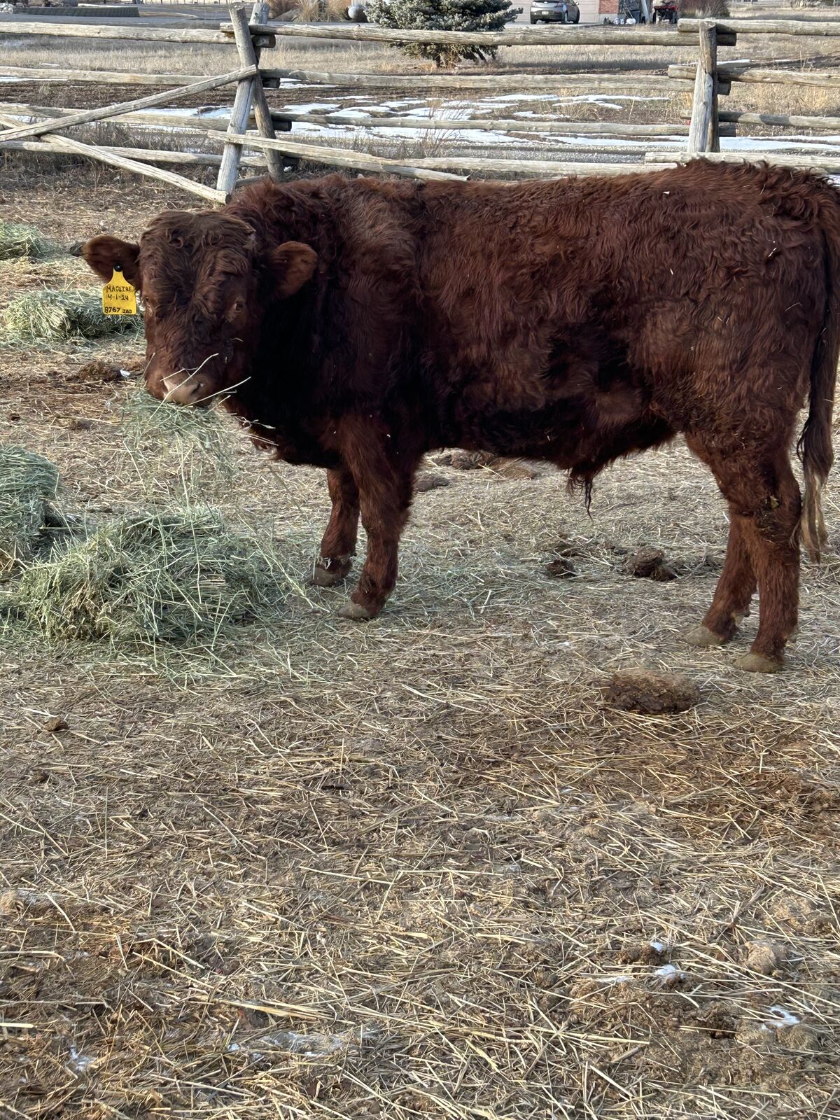 Dexter bull for Sale