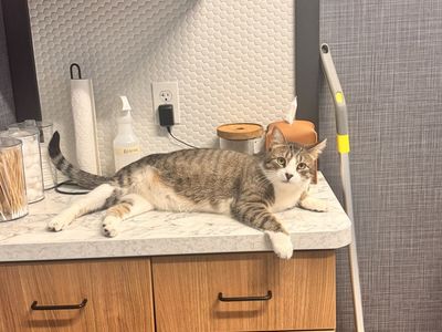 Kitty needs new home