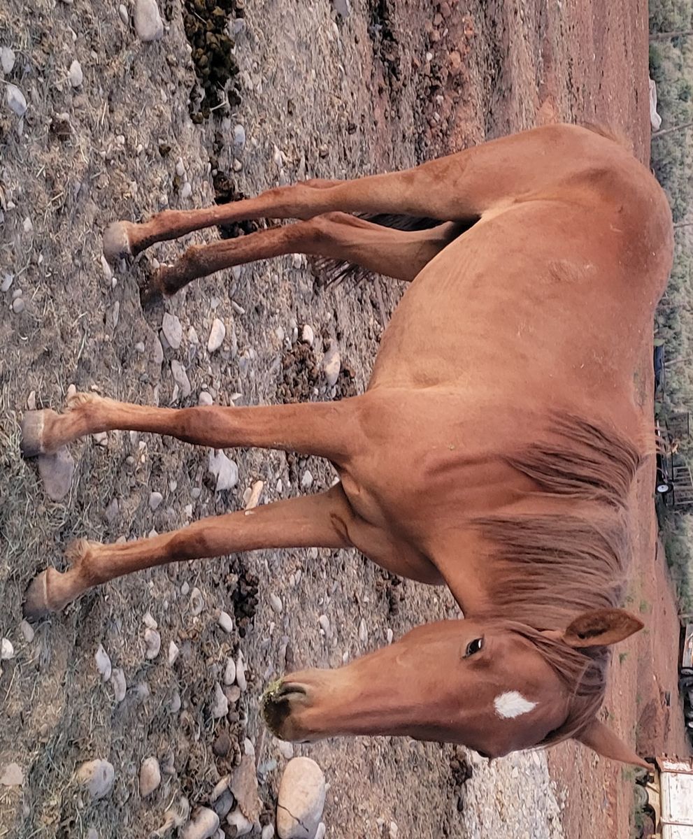 Yearling