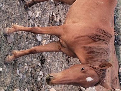Yearling