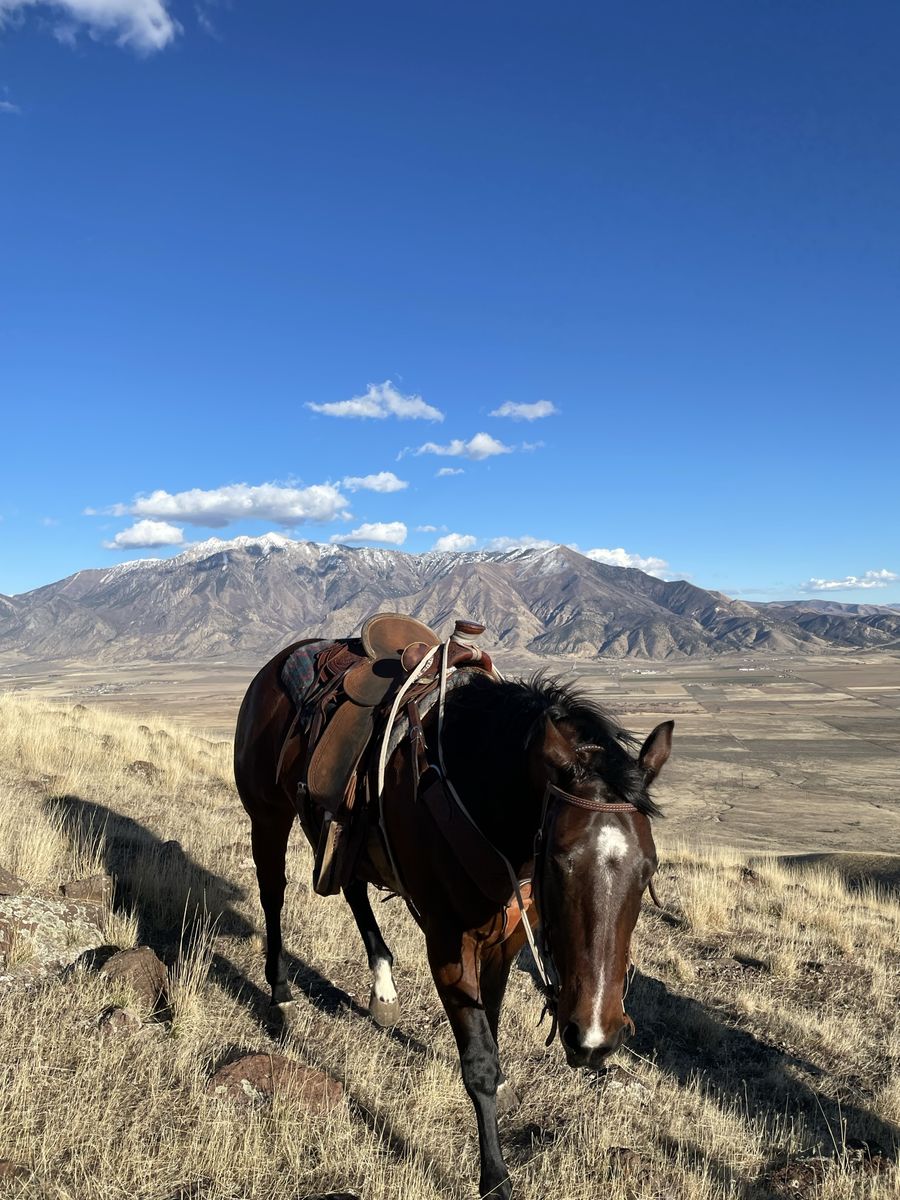 Colt Starting