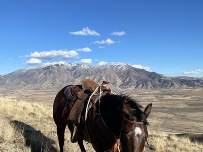Colt Starting