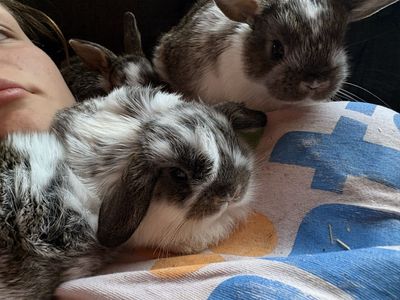 Mini Holland Lop—Utah County and Rexburg ID pickup available