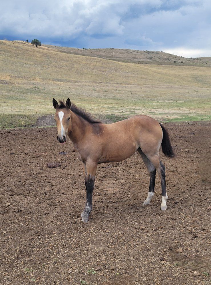 Buckskin/ blue roan Filly
