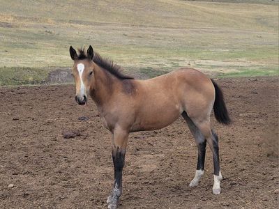 Buckskin/ blue roan Filly