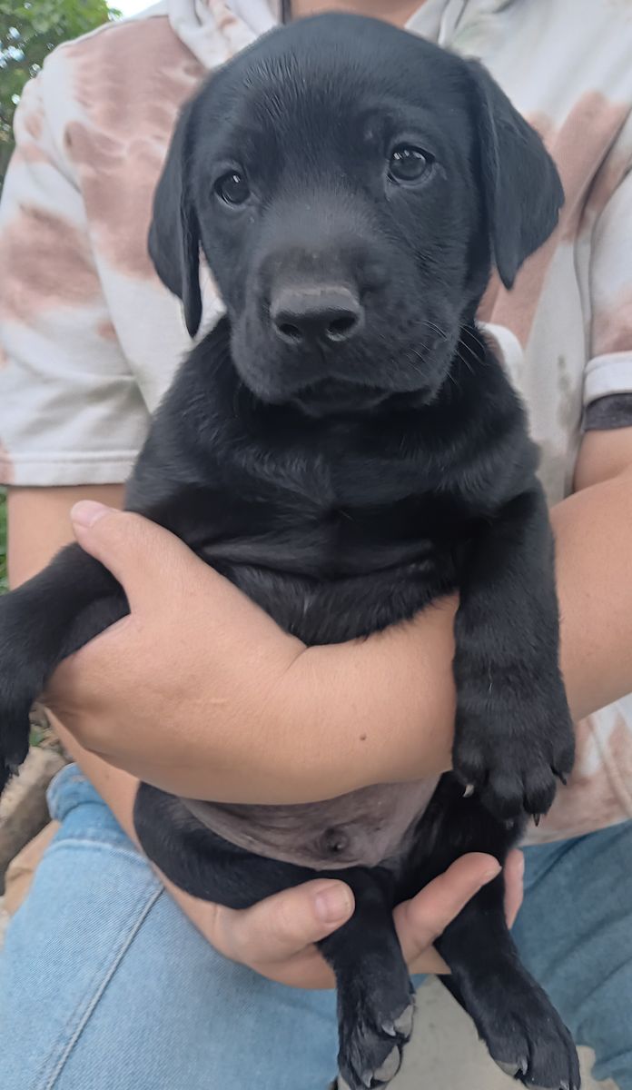 Purebred Labrador puppies
