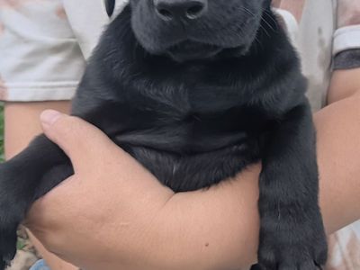 Purebred Labrador puppies