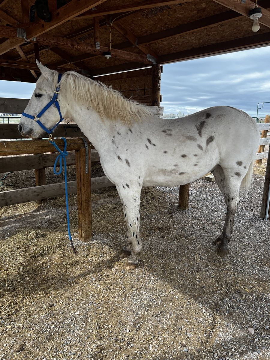 4 Year Old appaloosa draft cross