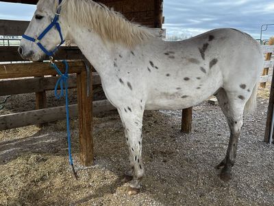 4 Year Old appaloosa draft cross
