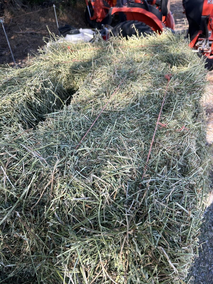 Alfalfa Hay