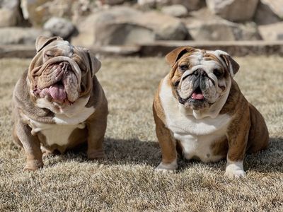 English Bulldog Stud