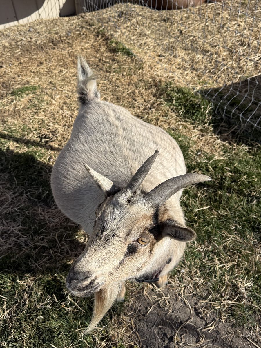 Nigerian Dwarf Does In Milk