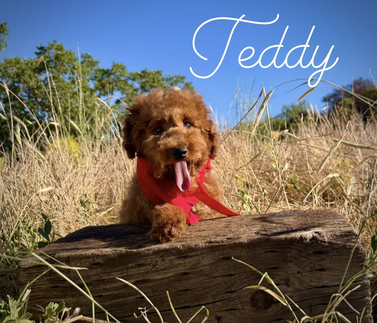 AKC red poodle puppies