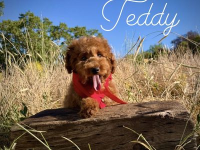 AKC red poodle puppies
