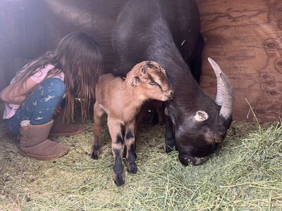 LaMancha/ Nubian does