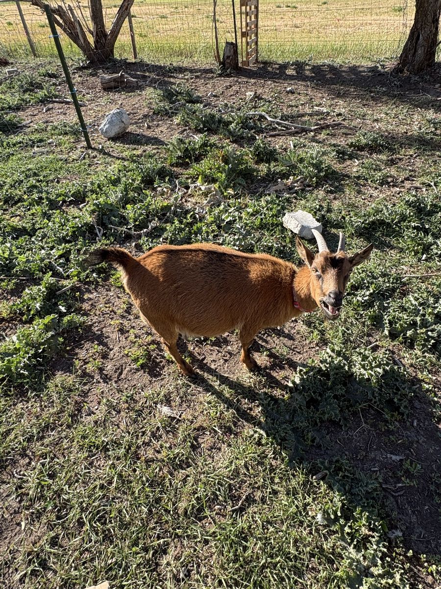 Nigerian Dwarf Doe
