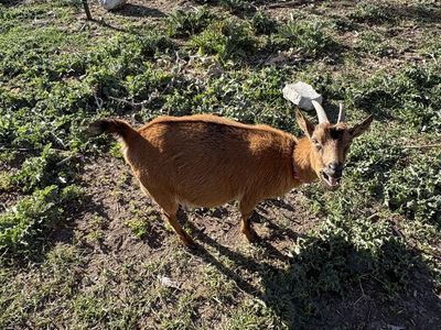 Nigerian Dwarf Doe