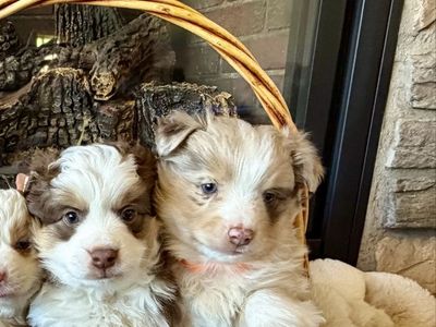 ** Purebred Mini Australian Shepherd (Mini Aussie)