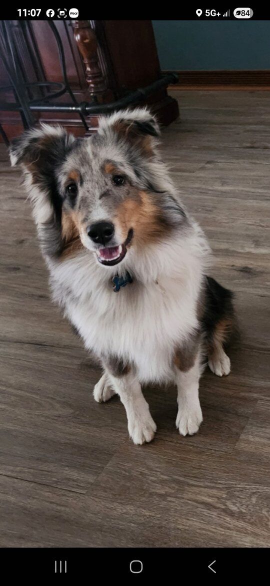 Sheltie