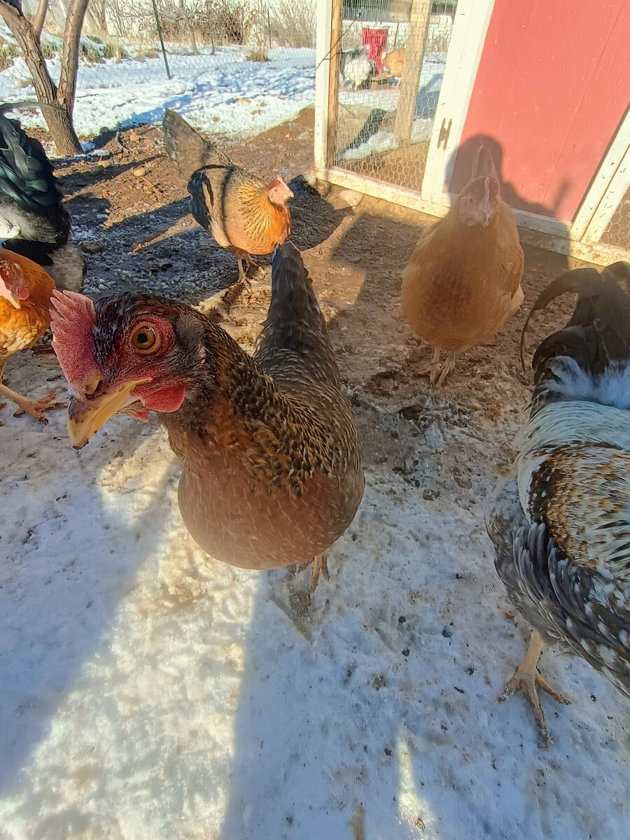 OLIVE EGGER Hen Chickens 4 months old for Sale