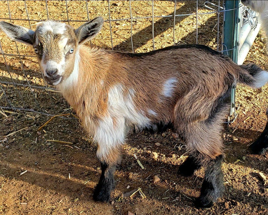 Nigerian Dwarf Doelings