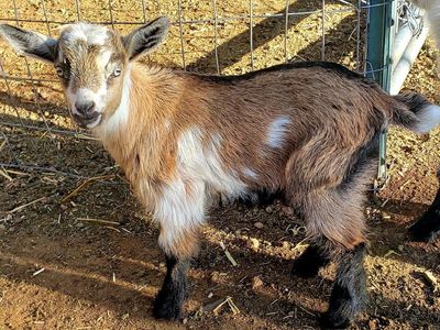 Nigerian Dwarf Doelings