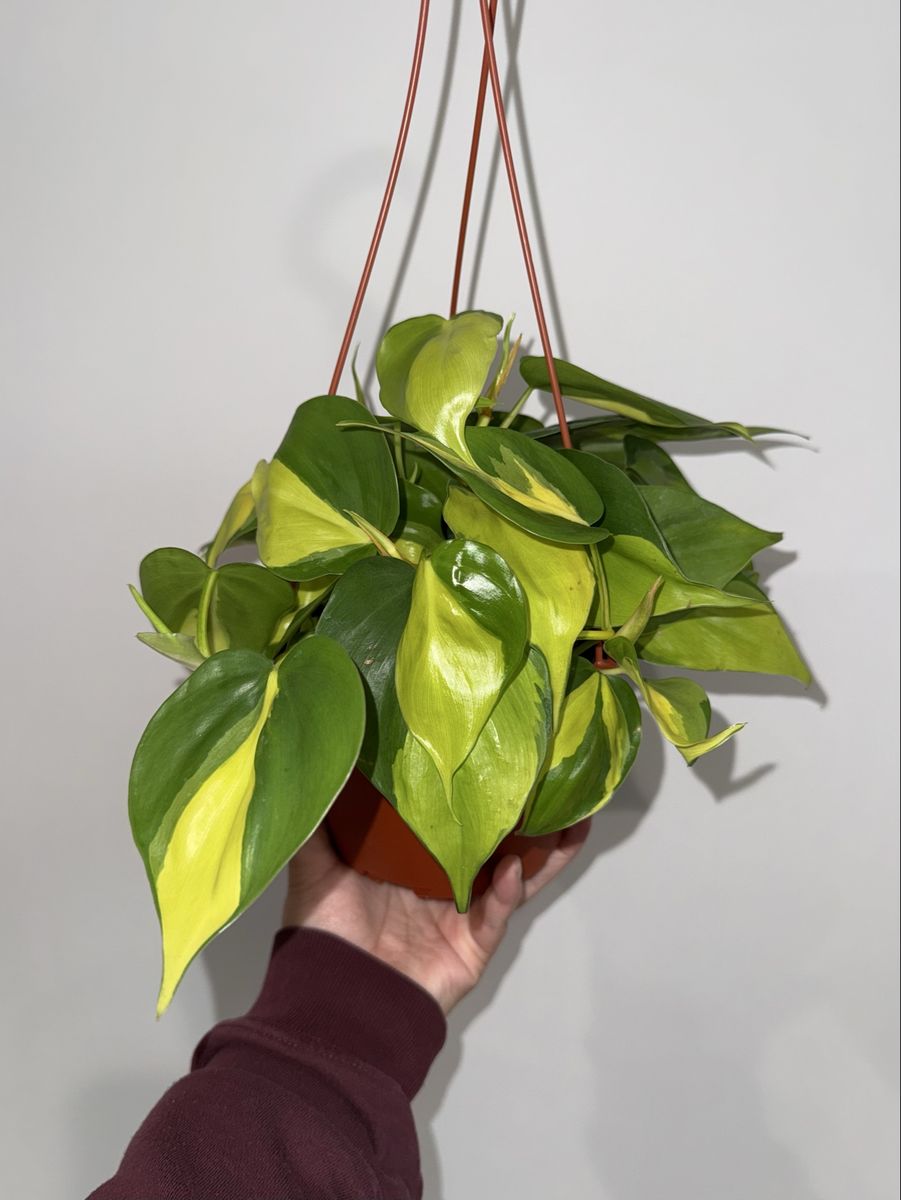 Philodendron hederaceum ‘Brasil’ - Plant