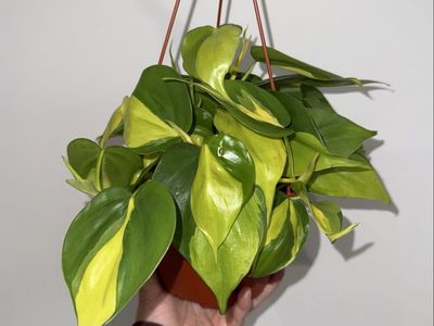 Philodendron hederaceum ‘Brasil’ - Plant