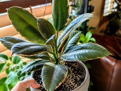 Potted Ficus Elastica Ruby Rubber Tree Plant in Decorative Grey Ceramic Planter 15 Inch Height