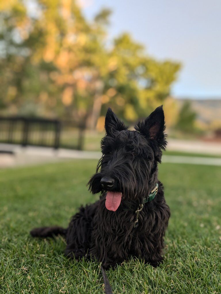 scottish terrier stud